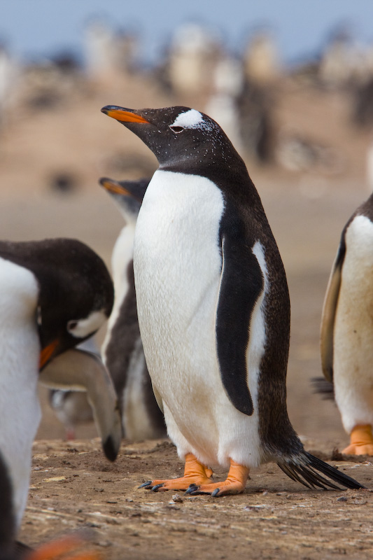 Gentoo Penguin